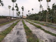 房屋搜尋結果-屏東土地房屋買賣 內埔近省道2.5分雙面路農地 主打物件照片